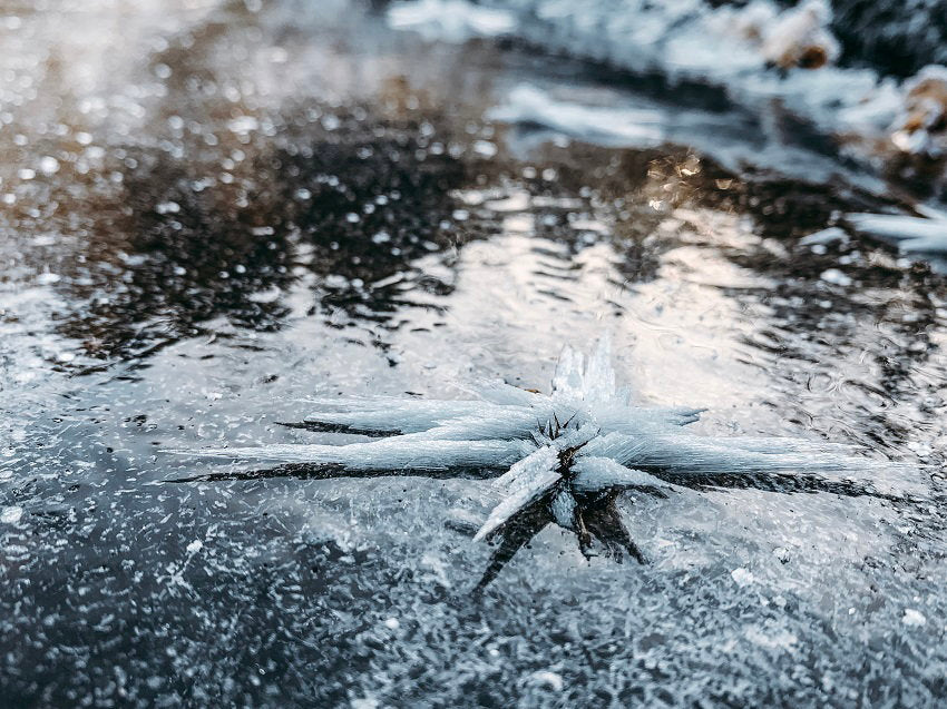close-up-crocodile-sea-winter.jpg